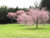 小さな子どもが遊んでいる芝生広場に数本のピンク色の花をつけた枝垂桜の花が満開に咲き誇っている写真