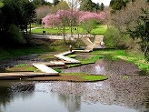 満開に咲き誇っている数本の枝垂桜が立つ芝生広場の手前に水面に浮かぶ島を通ってジグザグに作られた通路が設置された水辺の森の写真