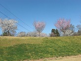 斜面を上がった高い位置に薄ピンク色や濃いピンク色の花を咲かせた桜の木が立っている写真