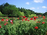 木々が生い茂っている林の右手前に東屋があり、中央と手前に鮮やかな赤色の花がまとまって咲いている写真
