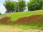 階段の手前の斜面の芝生に濃い赤色の花が咲いている写真