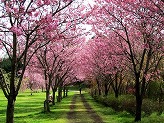 芝生広場の端に濃いピンク色の花を咲かせた桜並木のトンネルの写真