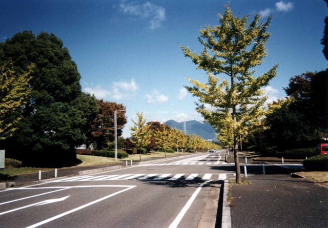 道路の両側に黄緑や赤に色づいた樹木が植えられ、木の間から筑波山が見える写真