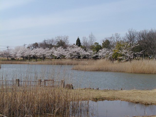 水辺に五分咲きの桜、奥に樹木が植えられ緑とピンクのコントラストが綺麗なテクノパーク大穂の調整池の写真