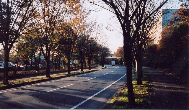 緩やかにカーブになっている道路の両端に背の高い木が立ち並んでいる写真