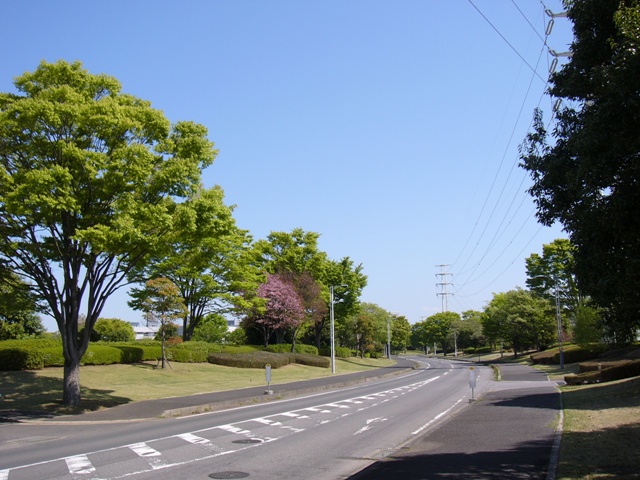 カーブになっている道路と、両側に鮮やかな緑色の木々が立ち並んでいる写真