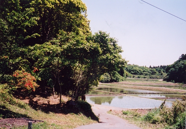 水が張っている田んぼと、田んぼを囲む林の写真