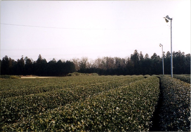 きれいに剪定された茶畑が一面に広がっている写真