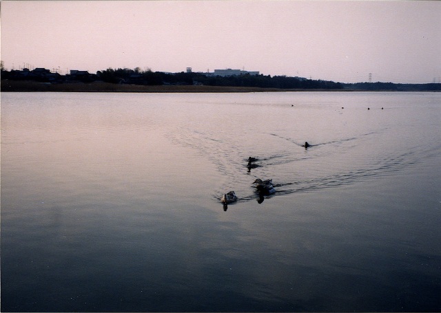 奥に街並みが広がり、広い川で小さな水鳥の群れが泳いでいる谷田川の写真
