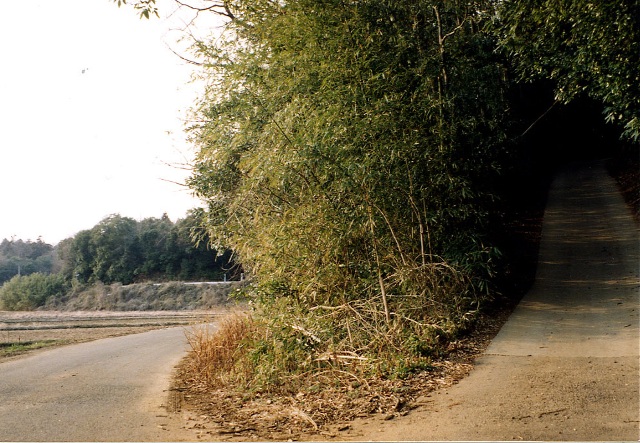 道路が二手に分かれており、開けた道に続いている道路と木が生い茂る急斜面の道路に続いている写真