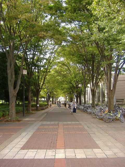 ケヤキの木が立ち並ぶ道を行きかう通行人の写真