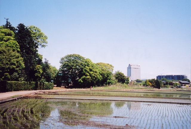 稲が植えられた田んぼが続く先に、背の高いビルが写っている写真