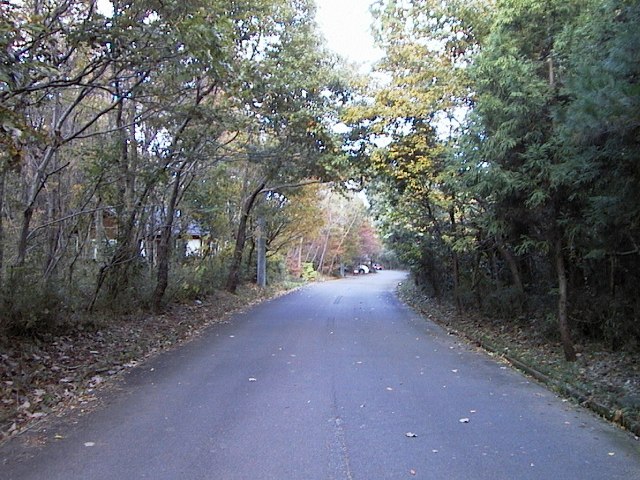 両側に背の高い木が多く生えている様子を道路の真ん中から撮った写真