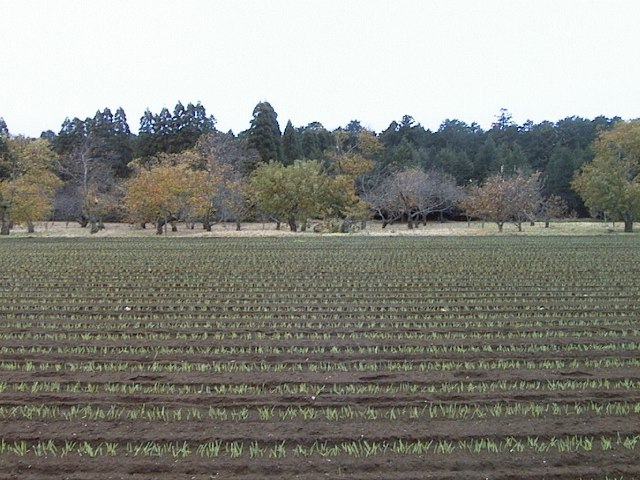 畑一面に苗が植えられており、畑の奥の敷地には林が広がっている写真