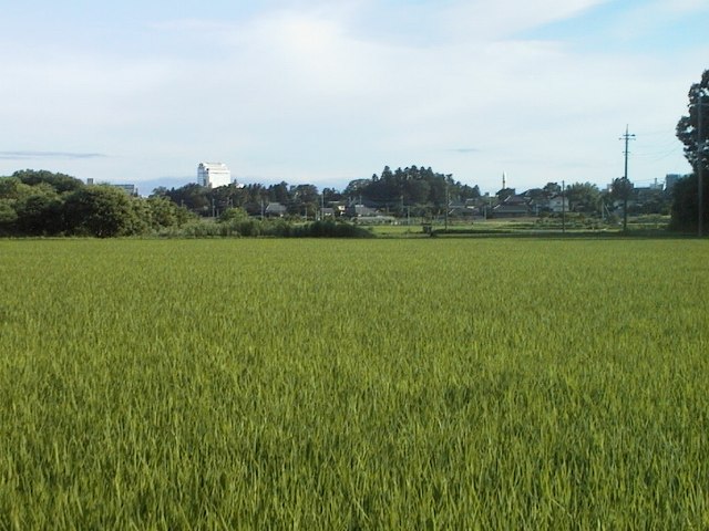 手前に緑の稲が広がり、奥に生えている林の先に白い建物が写っている写真