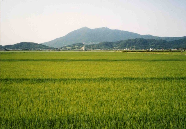 緑鮮やかな稲が広がり、筑波山と山脈が連なっている写真