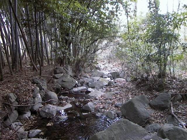背の低い樹木があり、大小様々な形の岩に囲まれた筑波山沢の写真