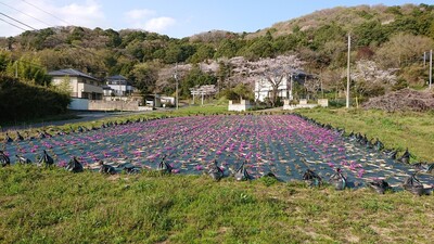 草が生えている広場に敷かれた黒色のビニールシートの穴からピンク色の芝桜の花がちらほら開花していきている様子の写真