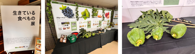 左：「生きている食べもの展」と書かれた展示会の看板の写真。中央：上郷の畑で収穫される果物などの写真が掲載された大きなパネルなどが展示されている写真。右：展示会場に展示されている収穫された実物のパパイヤの写真