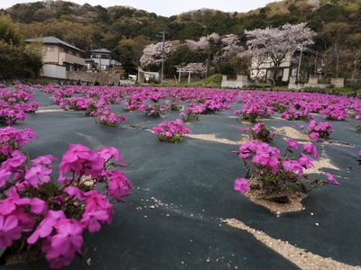 山沿いに桜が咲いている手前の広場にピンク色の芝桜の花がところどころ開花してきている様子の写真