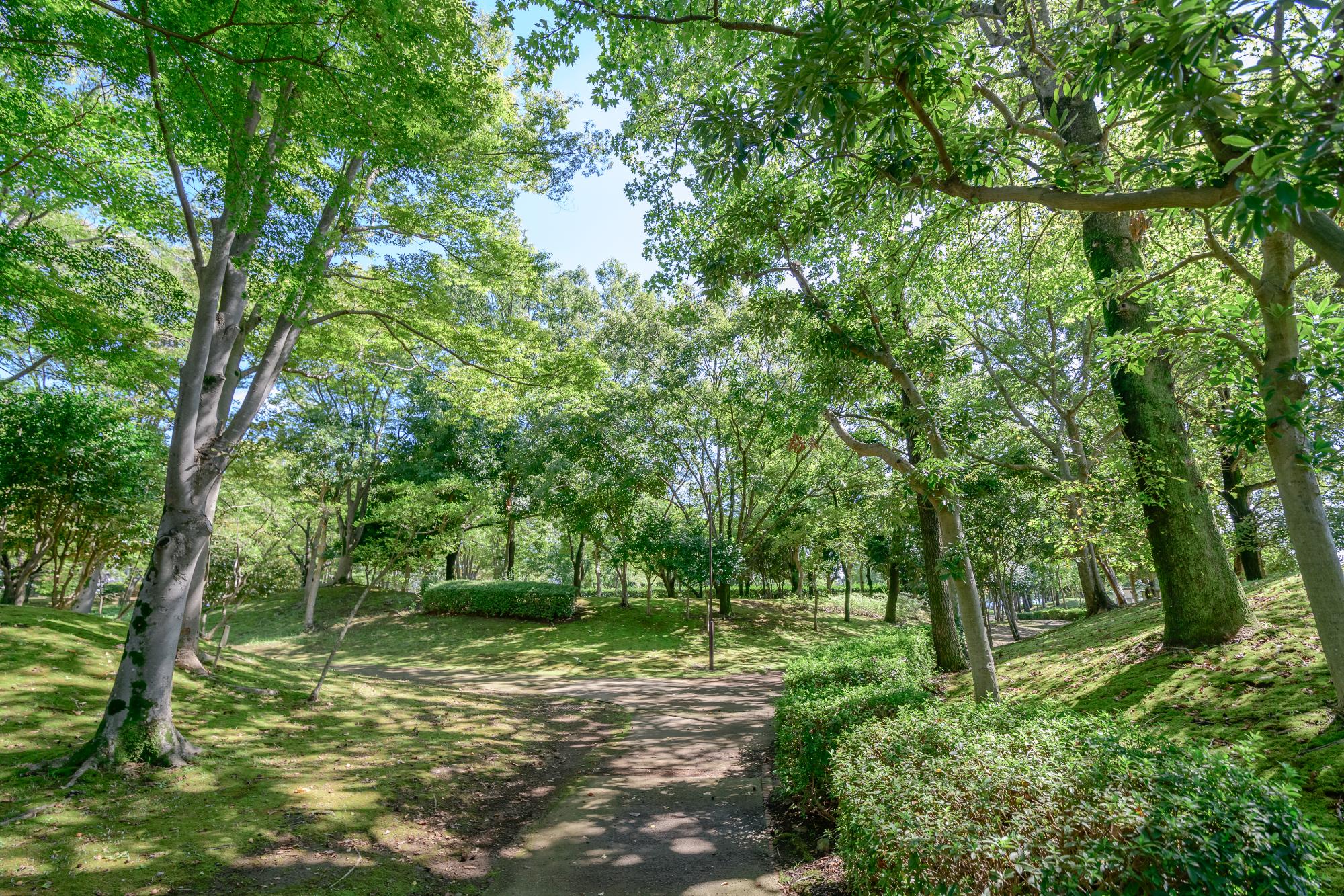木々に囲まれた園路のある羽成公園の写真