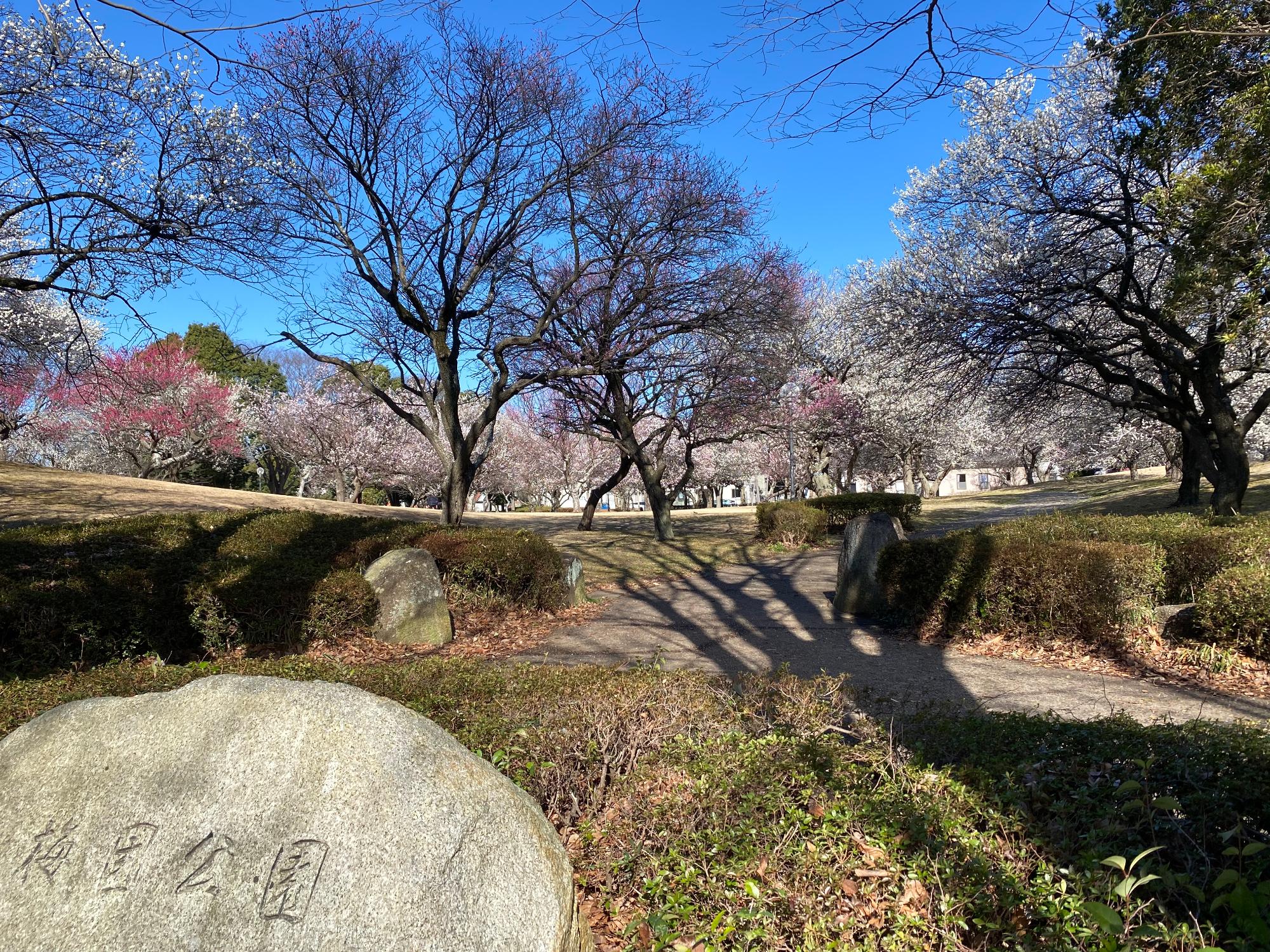 梅の花が咲いている梅園公園の写真
