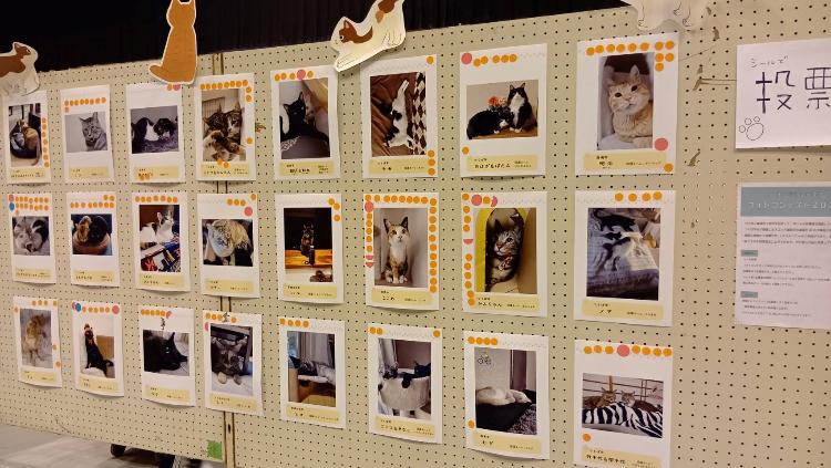 動物愛護フェス2026で実施する卒業猫フォトコンテストの様子です。