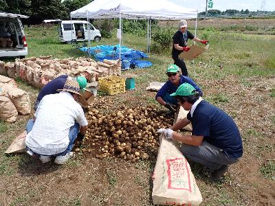 収穫されたジャガイモの山のまわりで5人のスタッフが手作業でジャガイモをコメ袋に入れている。
