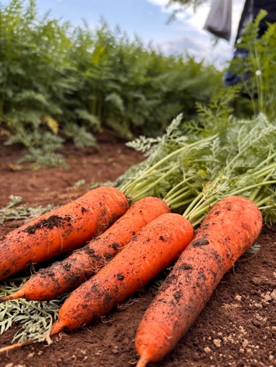 収穫したにんじん
