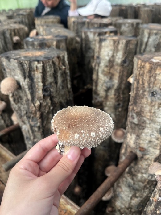 なかのきのこ園のしいたけ