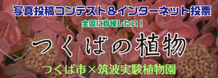 つくばの植物バナー