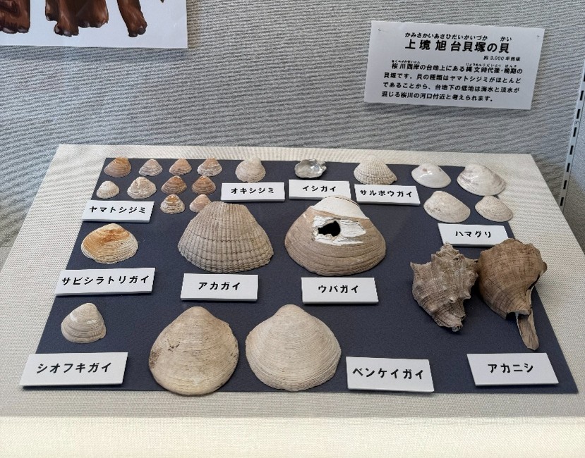展示物の貝