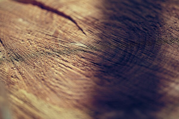 木の断面の画像