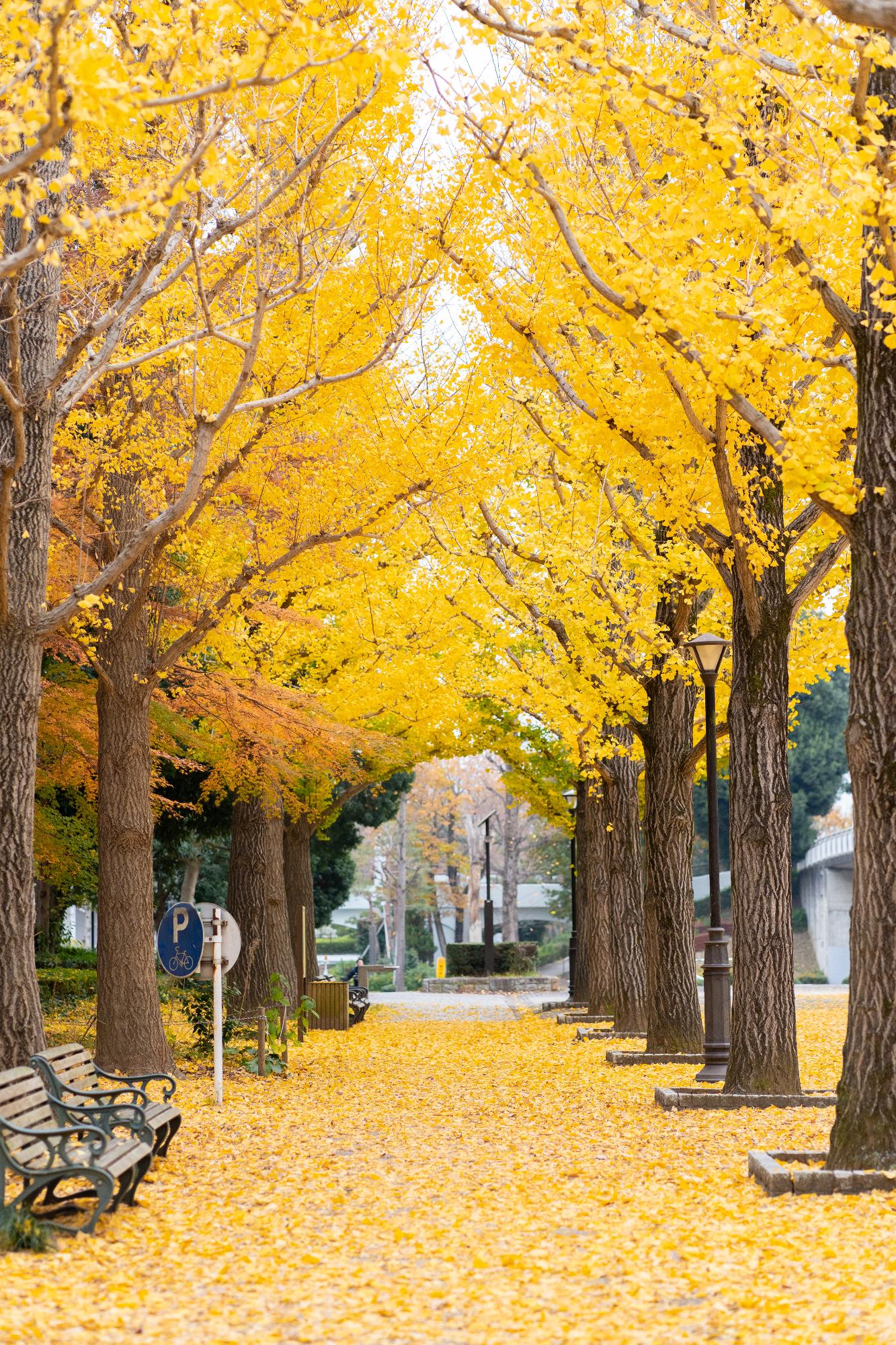 優秀賞 秋の洞峰公園