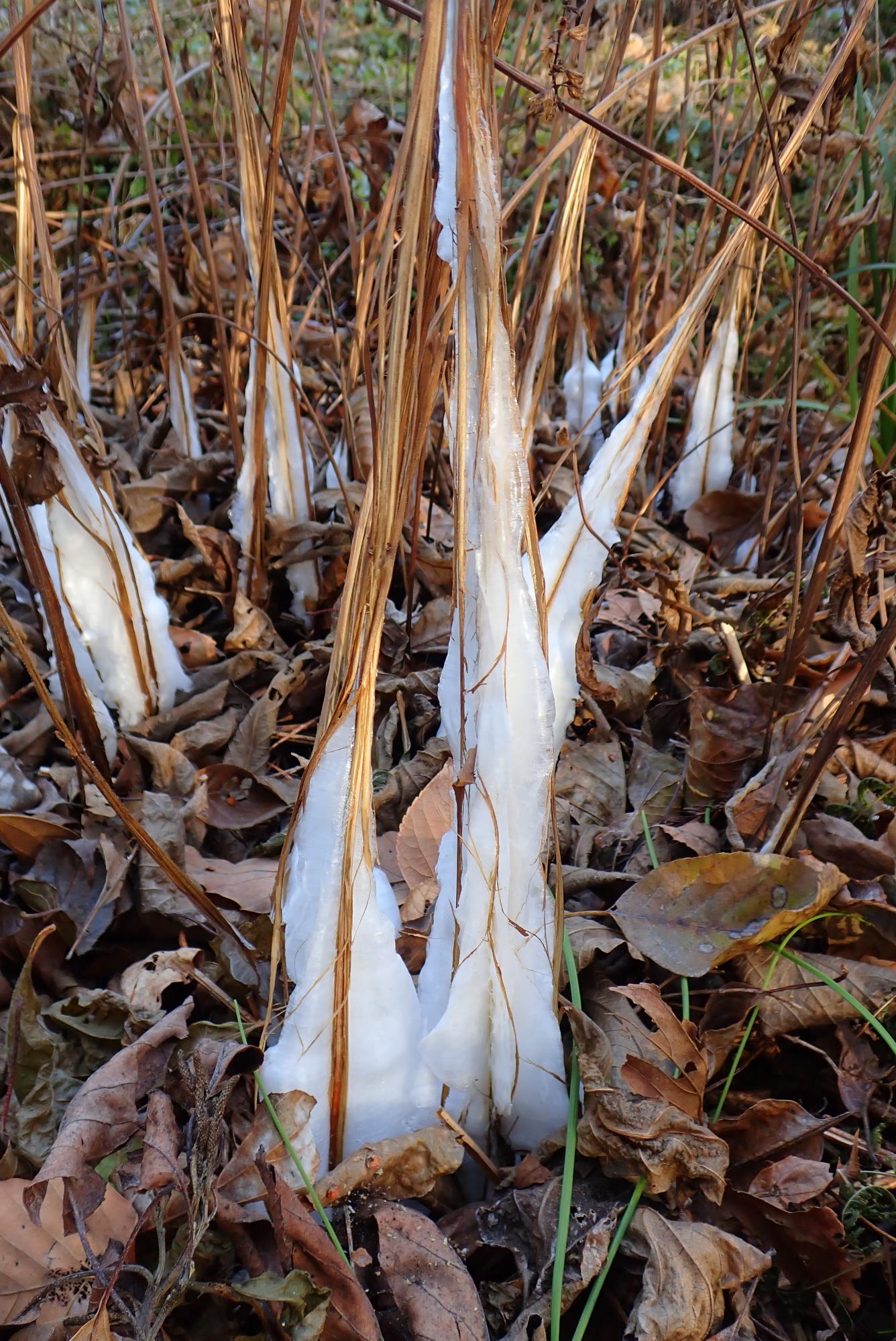 シモバシラの霜柱