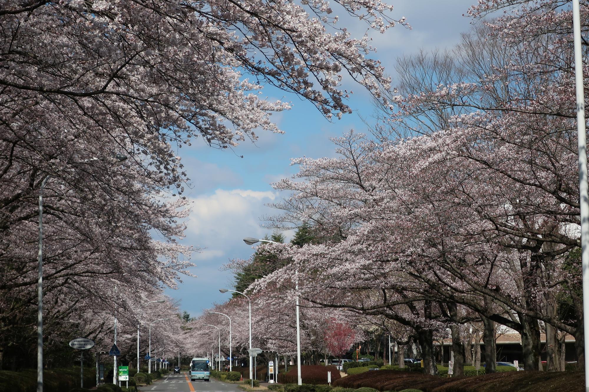 農林団地の桜並木