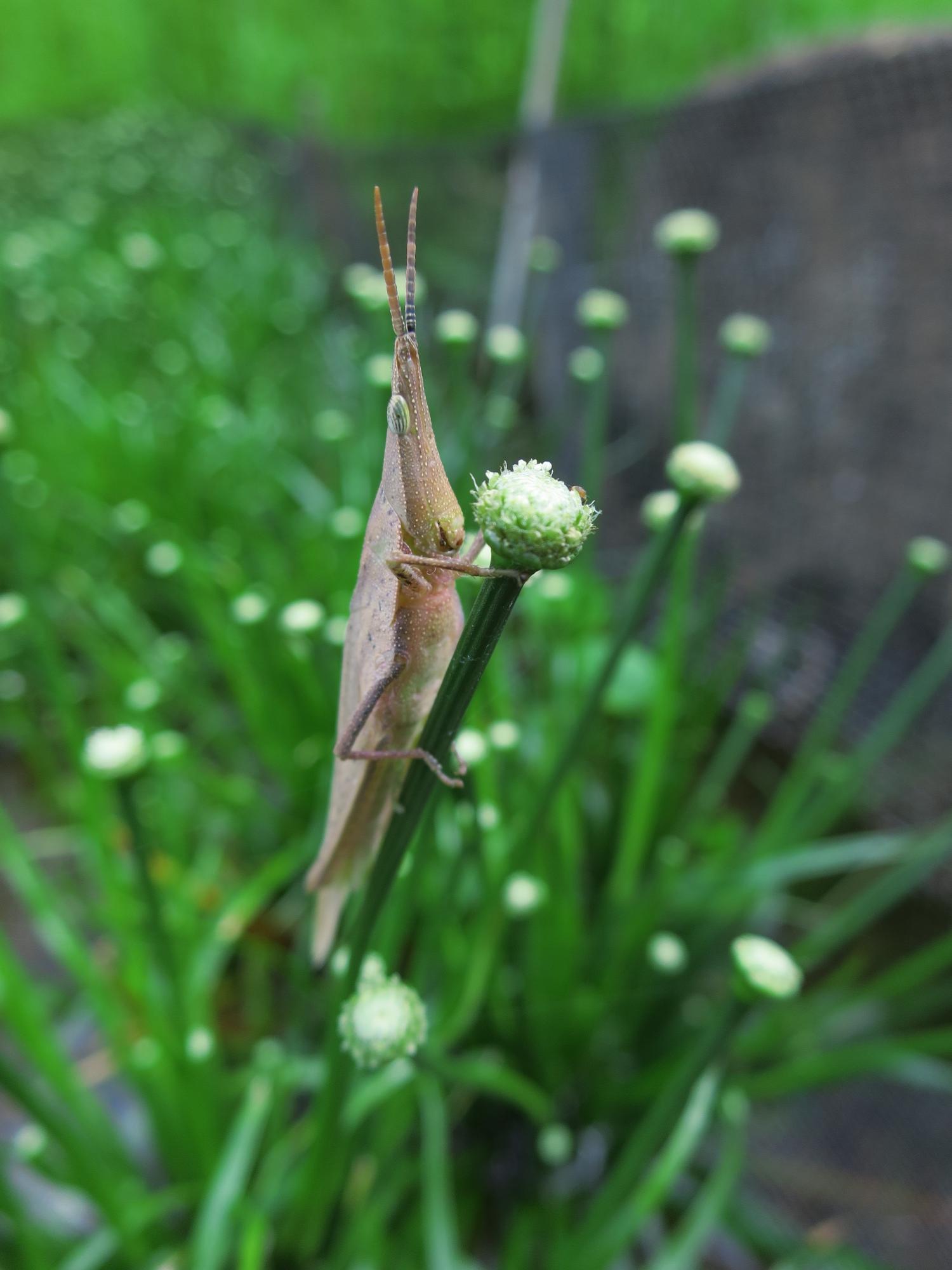 バッタ先生のコシガヤホシクサ講座（しょう）