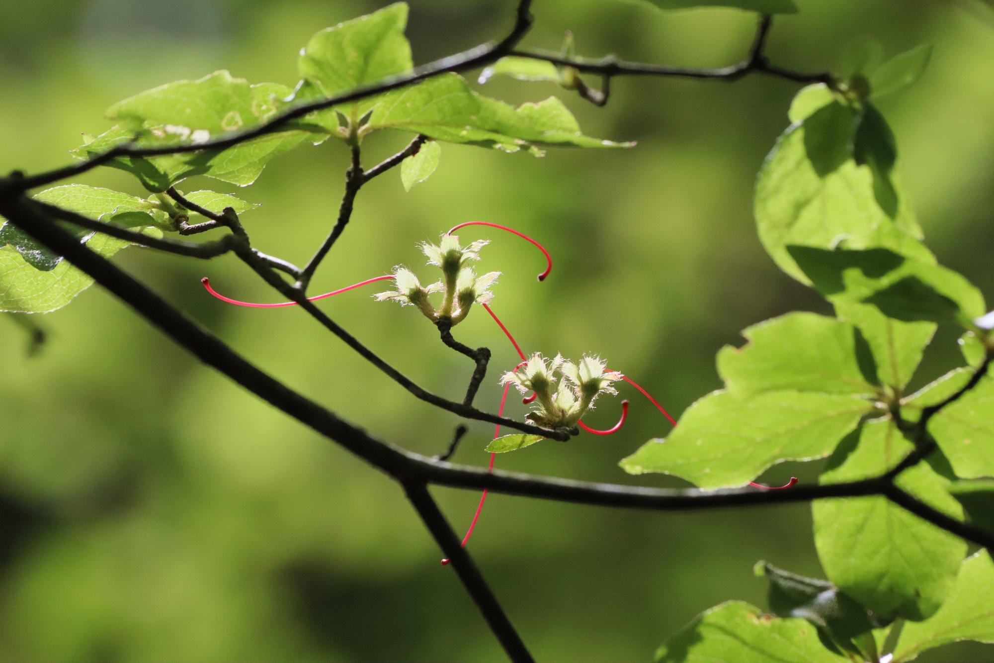 裸のヤマツツジ