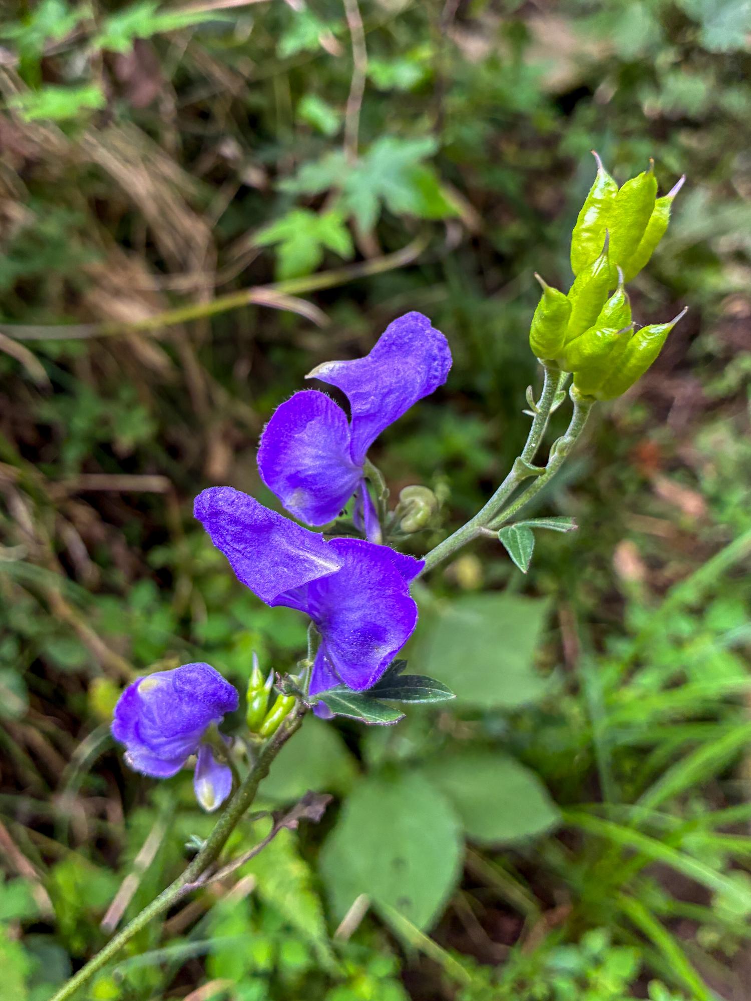 ツクバトリカブト