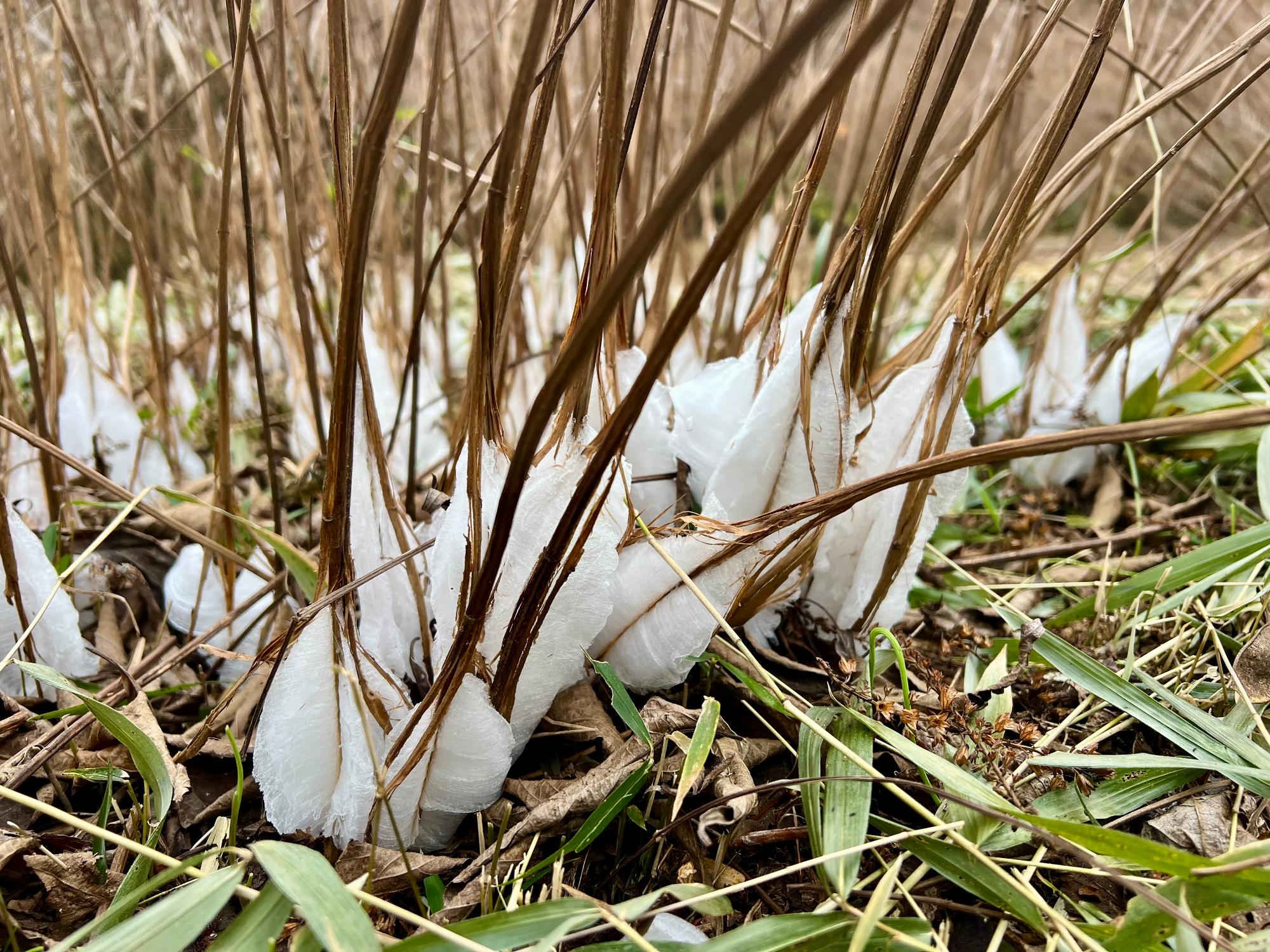 シモバシラにできた霜柱