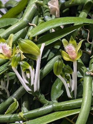 バニラ（ほく）