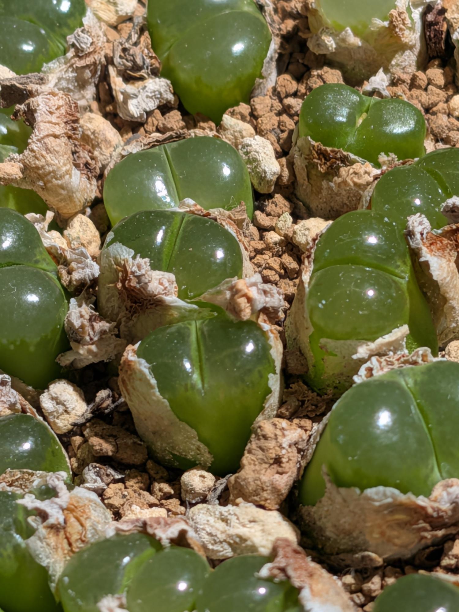 しあわせ（ほく）