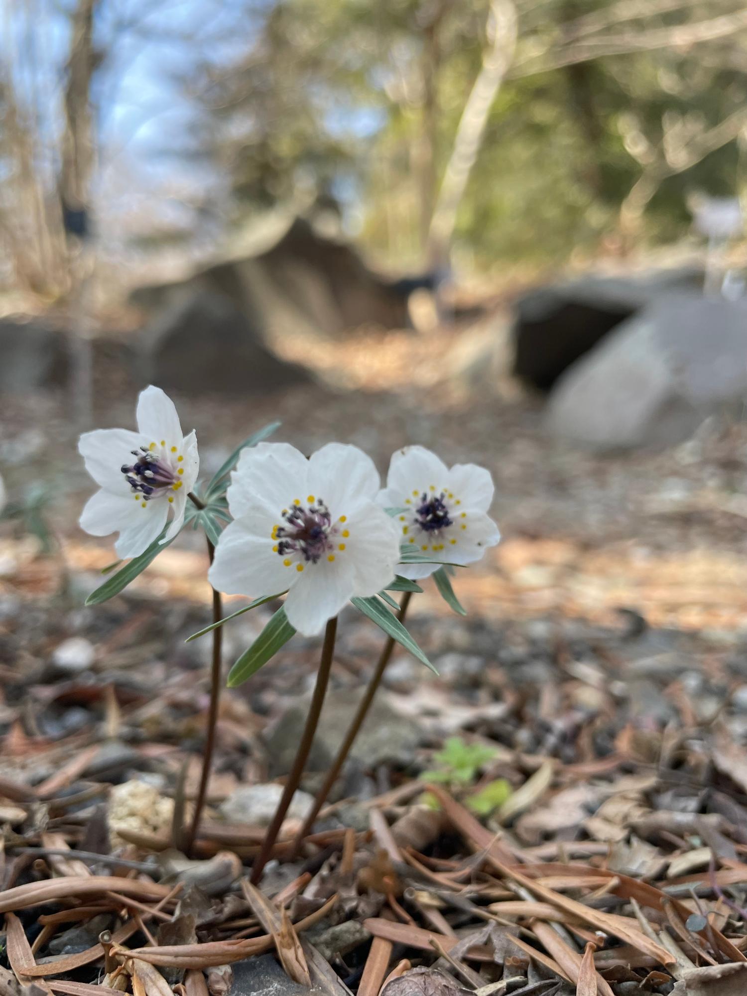 春の訪れを告げるセツブンソウ（NA）