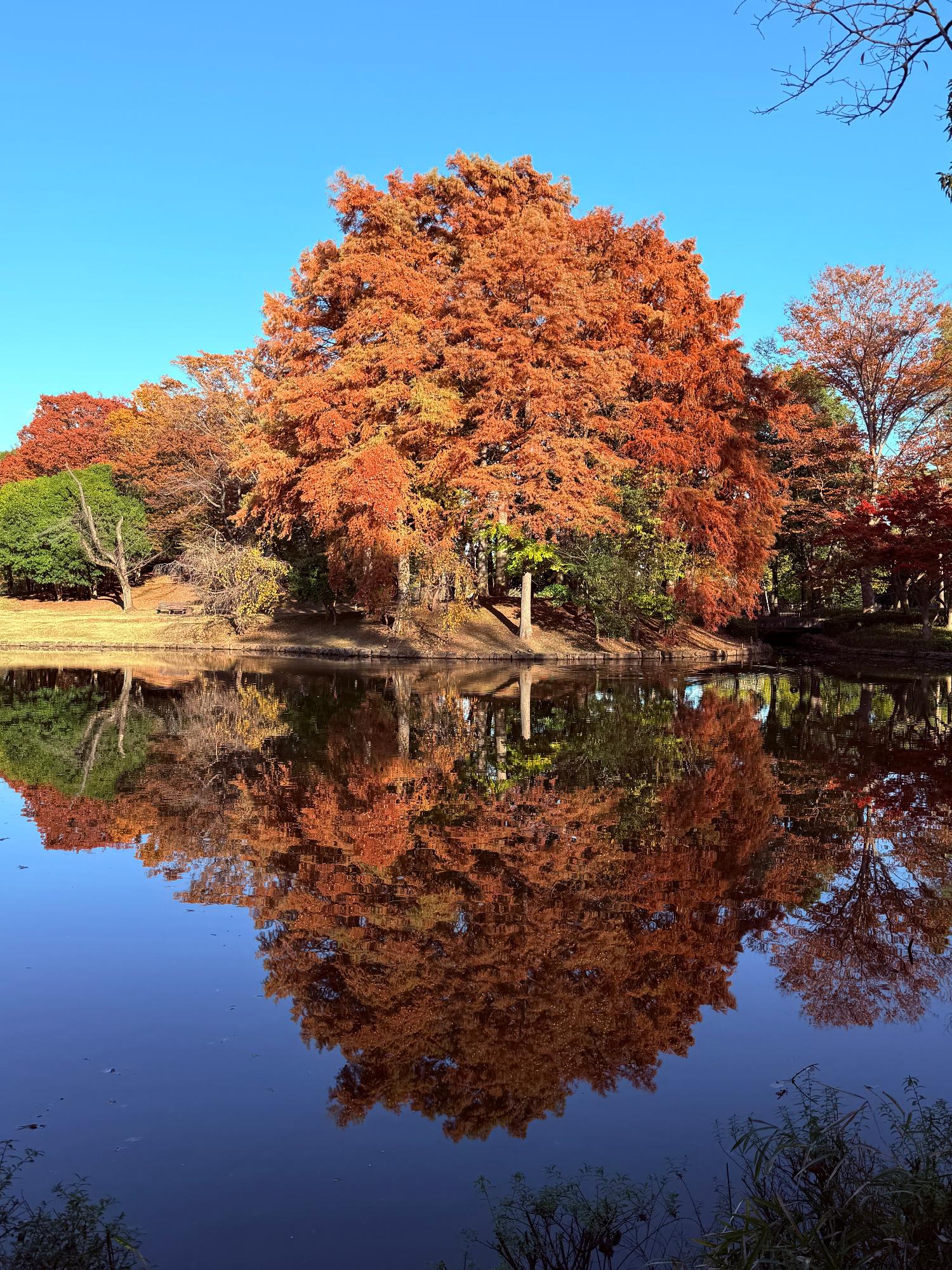 松代公園の紅葉