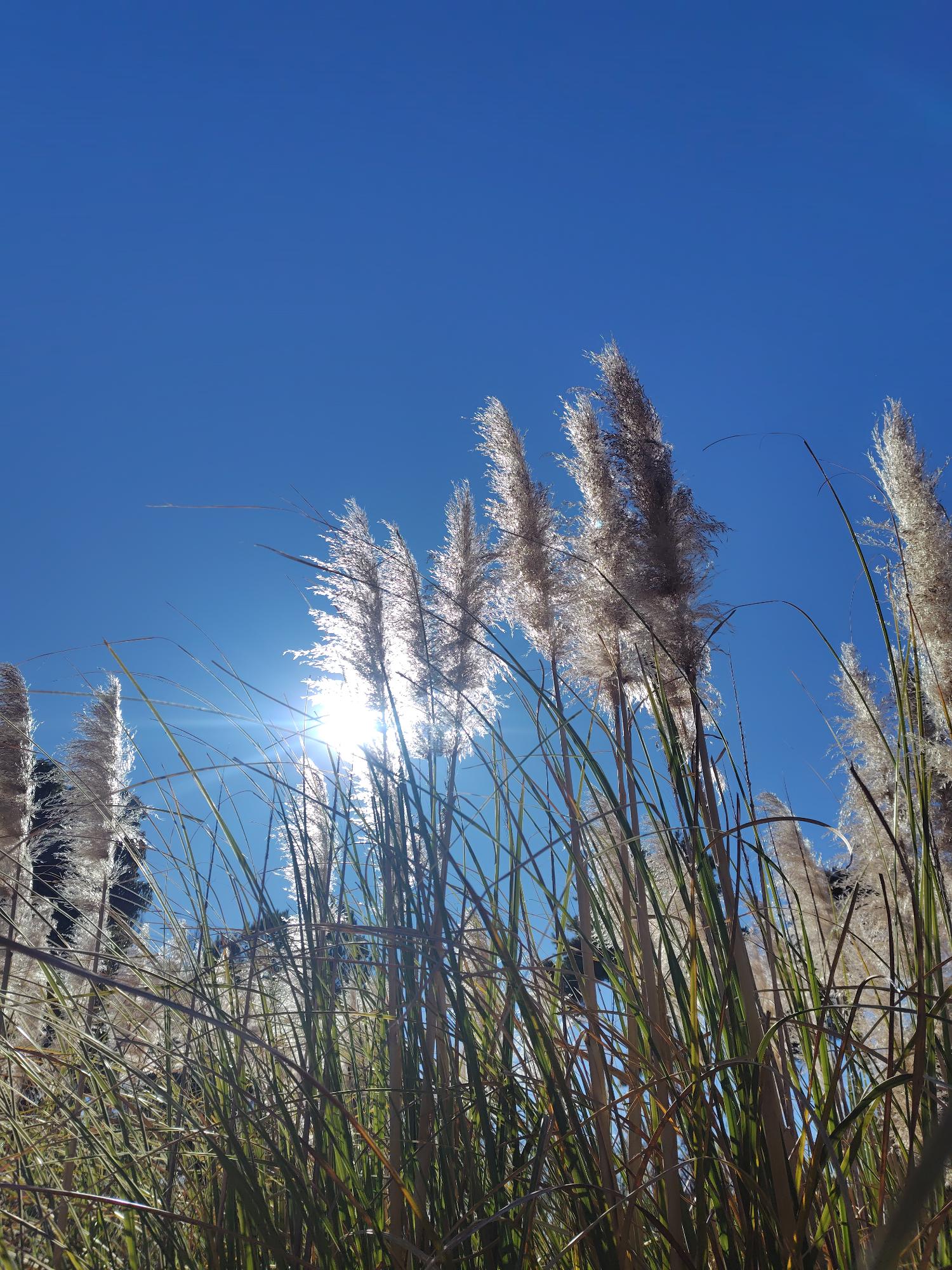 中天に光る（なつめ）