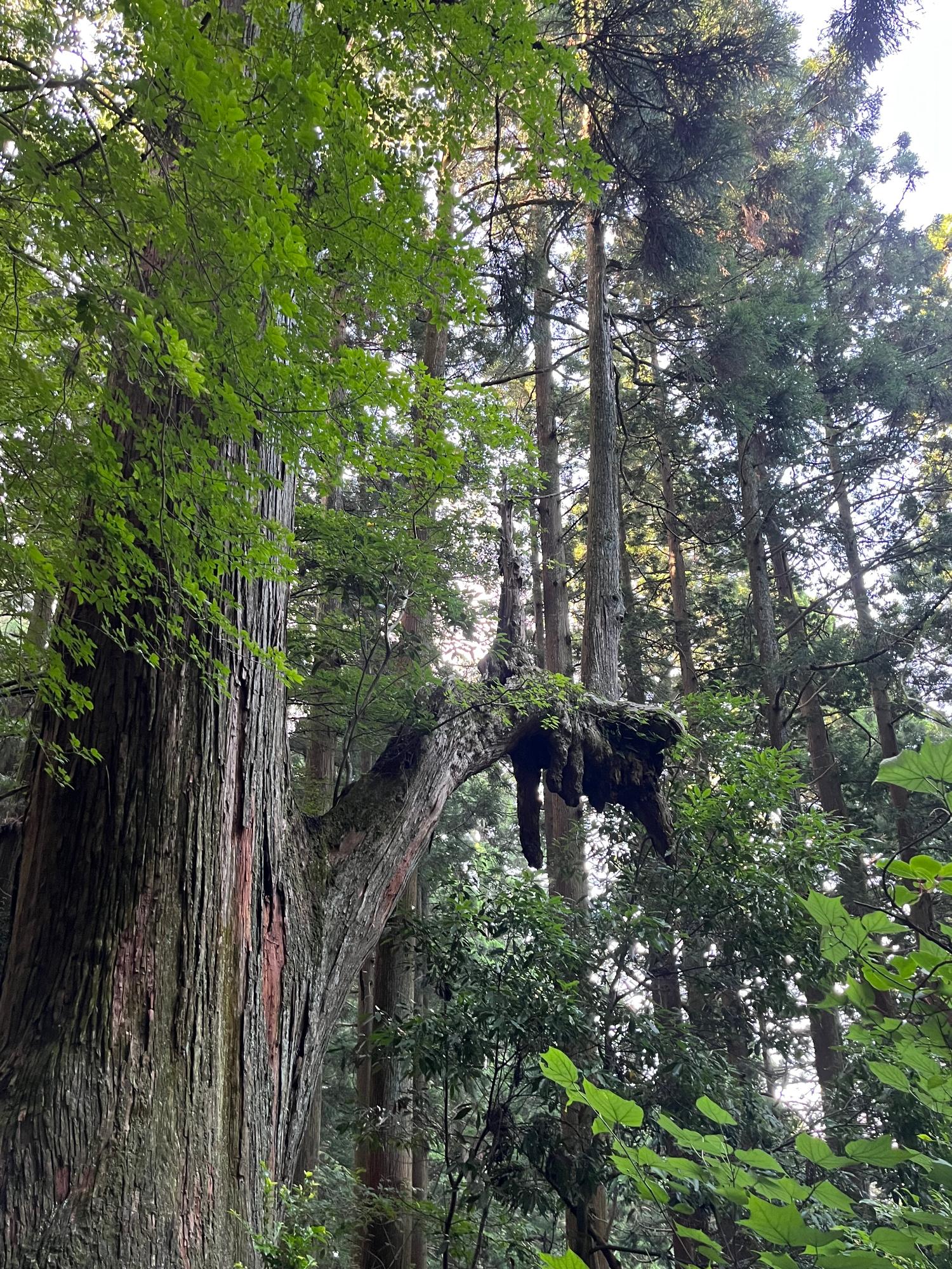 手のひらの上から杉‼️