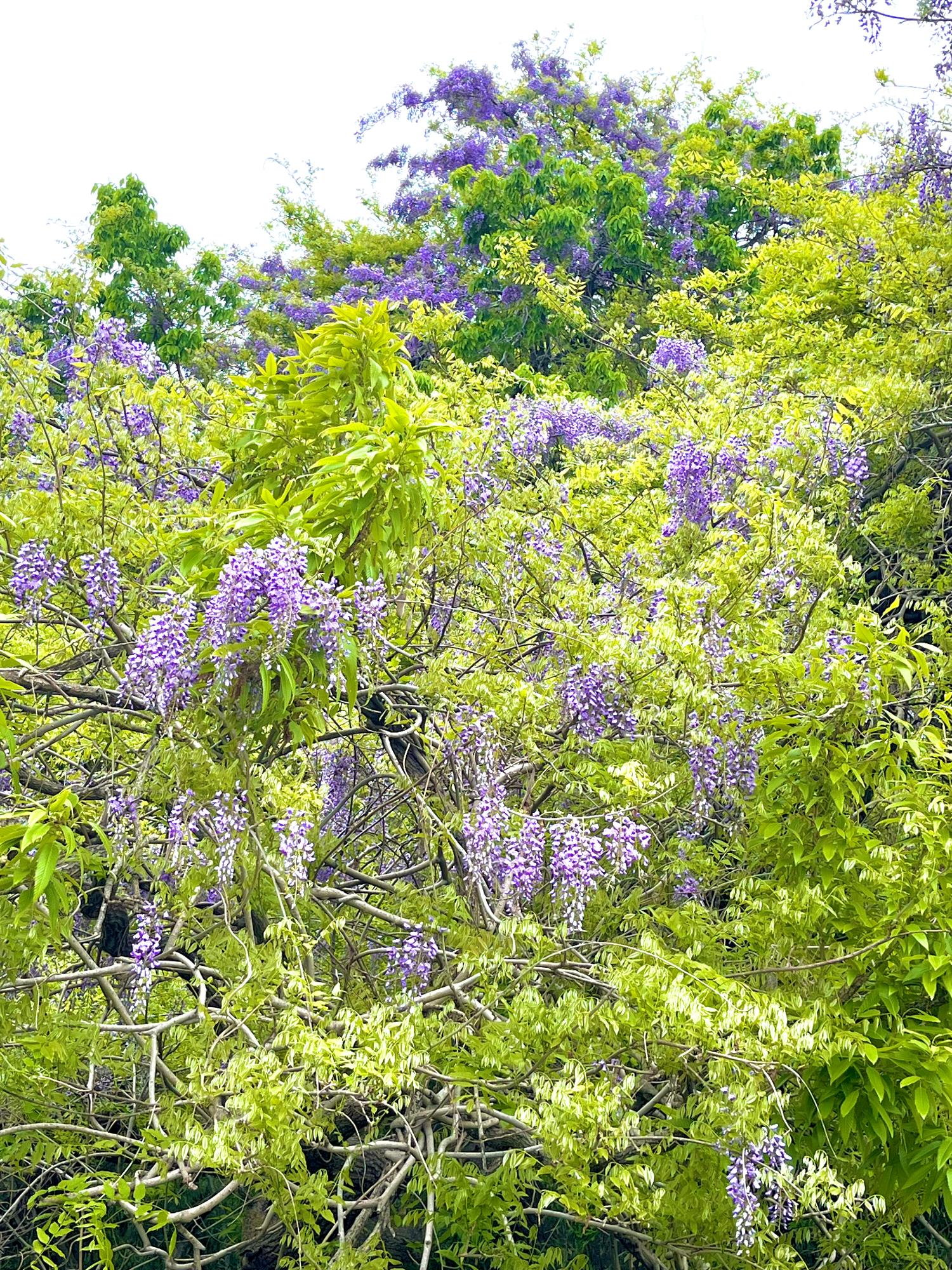 宝筐山　極楽寺コース登山口の藤
