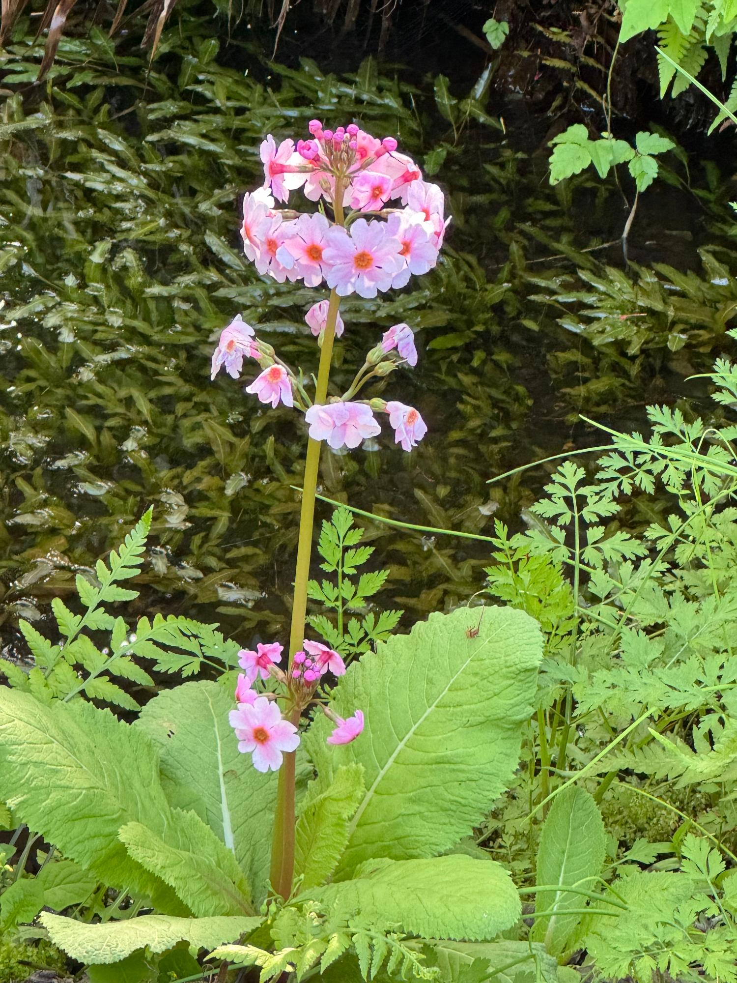 クリンソウ（ nyancoo ）