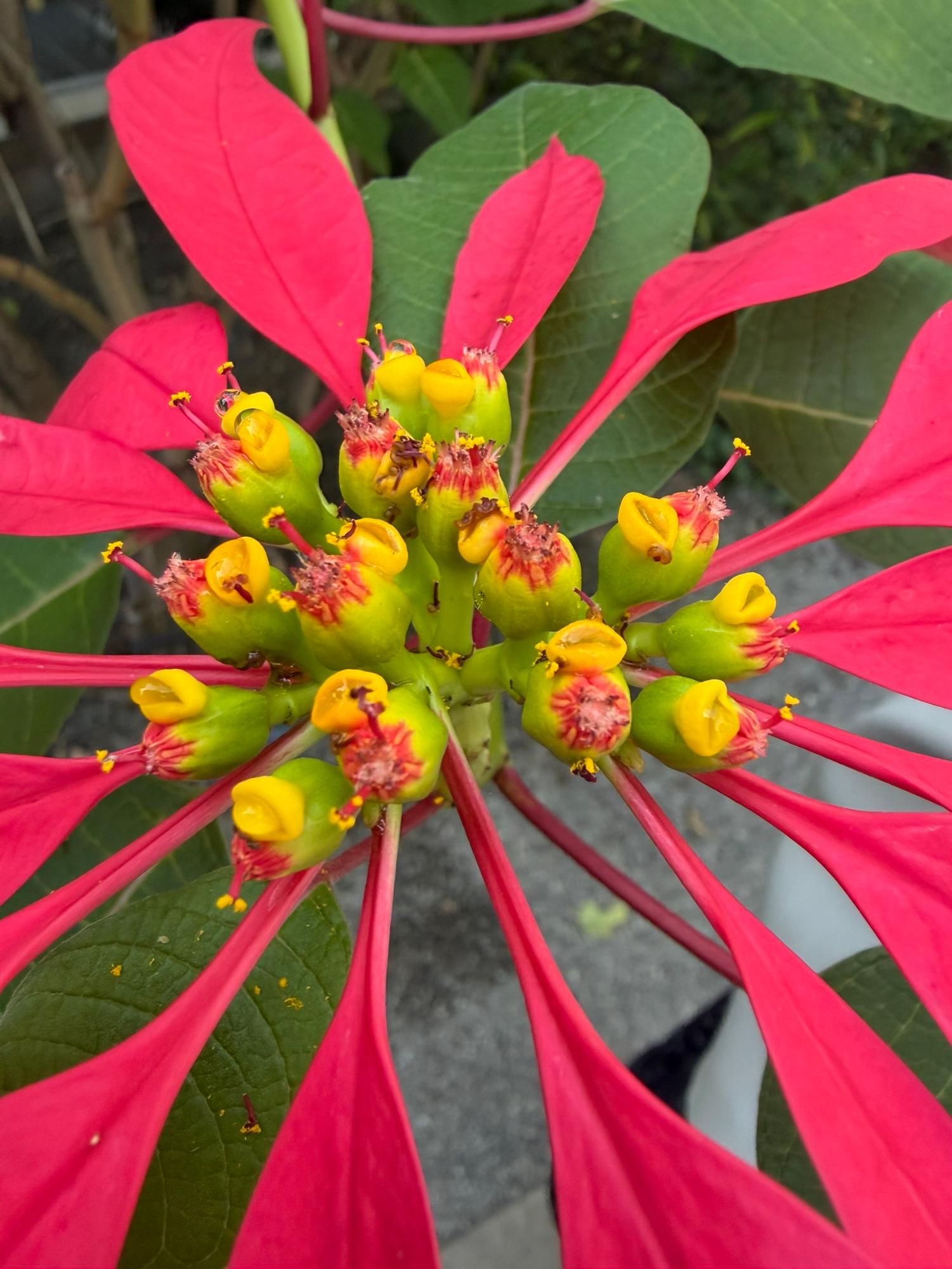 ポップコーン（りたけ）