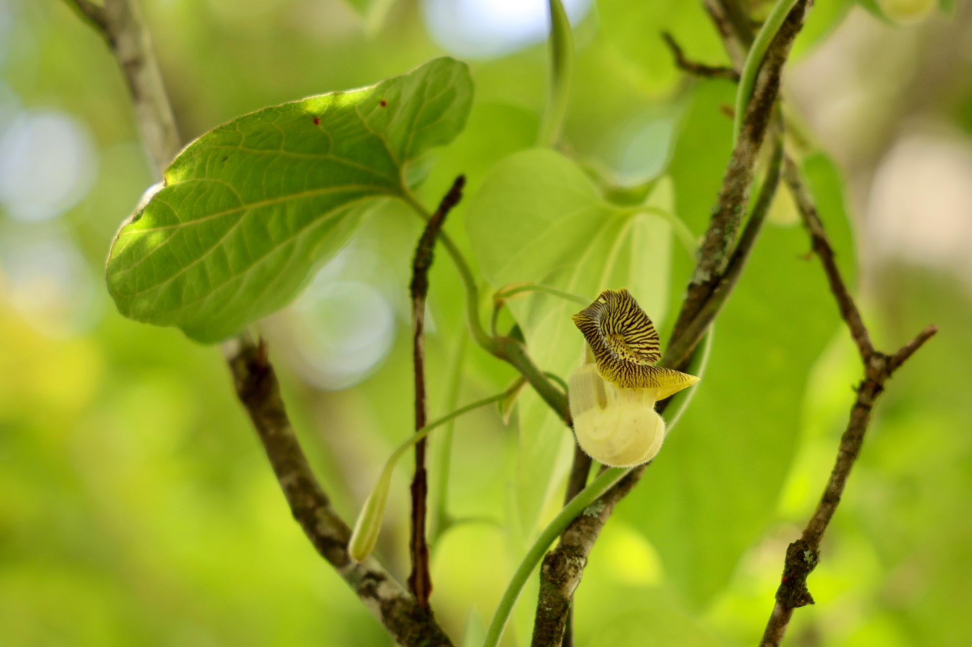 タンザワウマノスズクサ